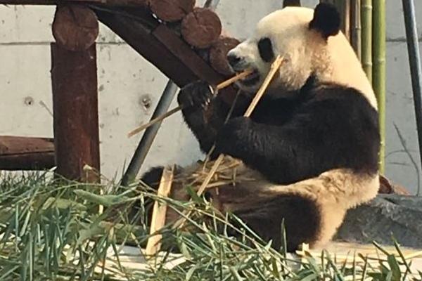 爱保野生动物园熊猫名字叫什么