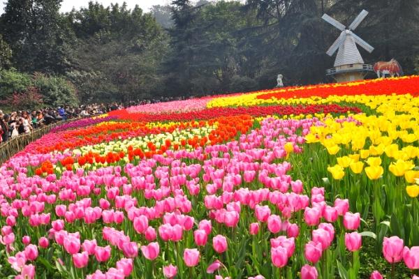 重庆免费赏花景点有哪些