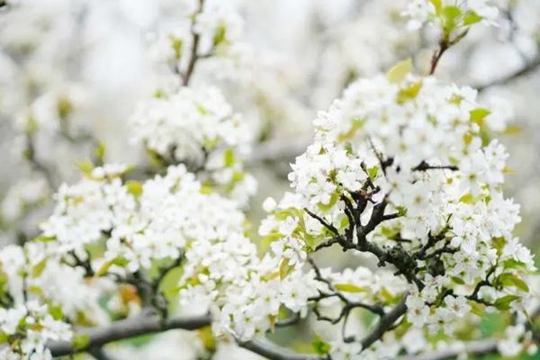 3月苏州看花去哪里比较好