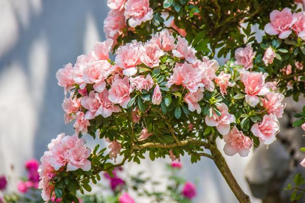 3月姑苏看花往那里比较好