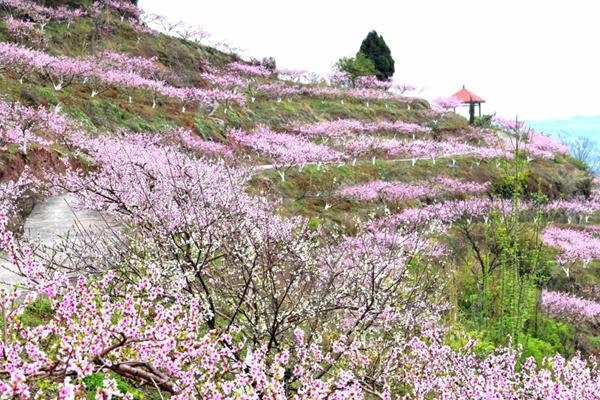 南充春季有哪些花看？有哪些看花的地方推荐？