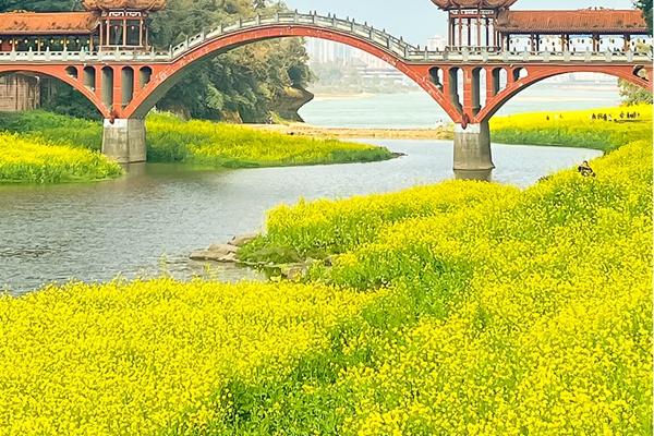 麻浩河湿地公园油菜花什么时候开2024