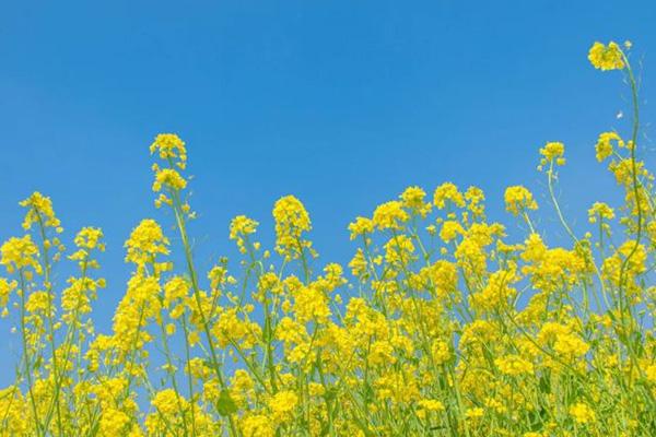 中山哪里有油菜花看