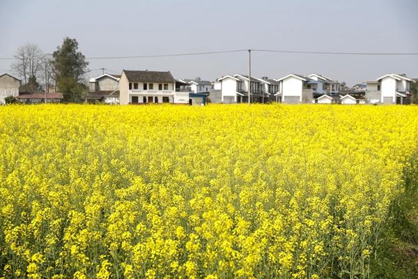 潼南崇龕油菜花游玩攻略-門票價(jià)格-景點(diǎn)信息