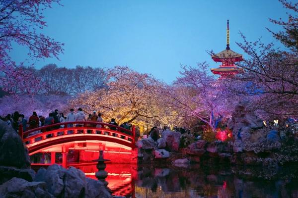 2024年3月7日起武汉东湖樱花园正式开园