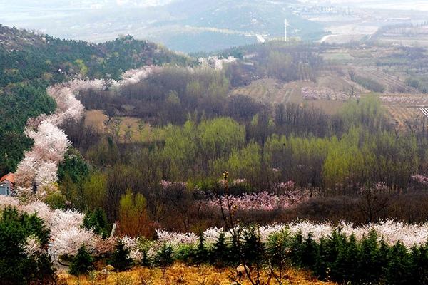 2024山东滨州邹平樱花山风景区门票多少钱