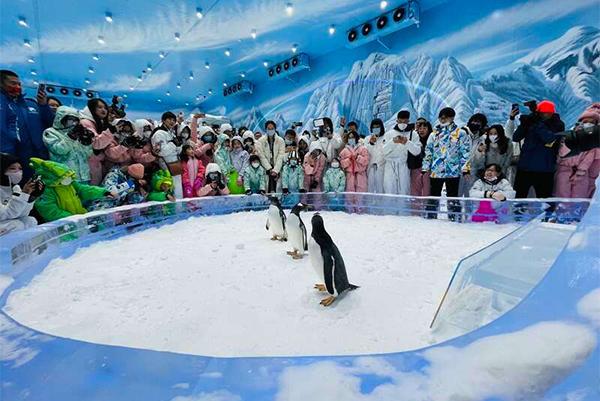 2024广州正佳企鹅冰雪世界门票多少钱