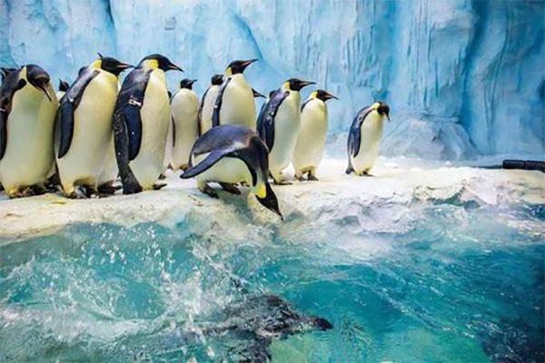 2024正佳企鹅冰雪世界门票优惠政策
