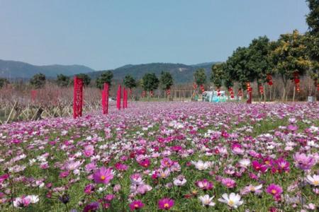 从化天适樱花悠乐园游玩攻略-门票价格-景点信息