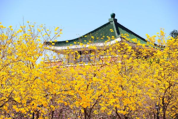 广州哪里有黄花风铃木