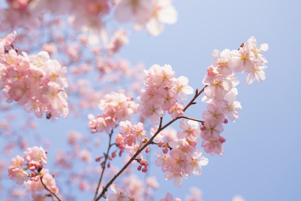 2024上海樱花节什么时候开始
