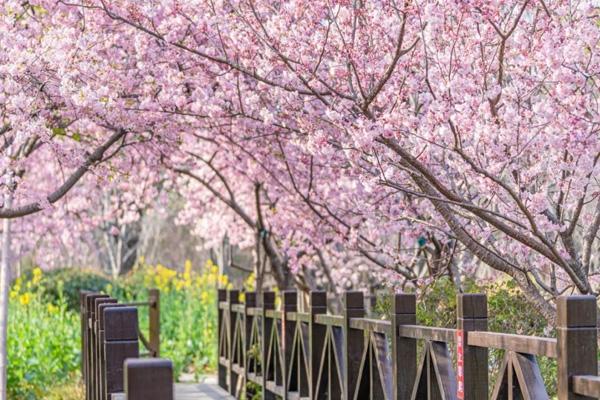 2024上海樱花节什么时候开始