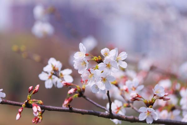 2024上海樱花节在什么地方