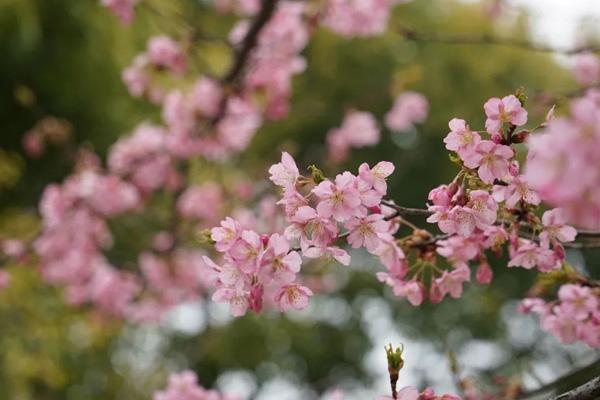 2024上海樱花节在什么地方