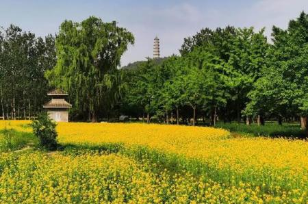 北京有什么赏花的景点