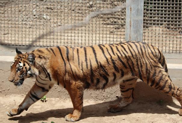 王城動物園年票可以補辦嗎要多少錢