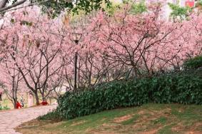广州哪里有看樱花的地方