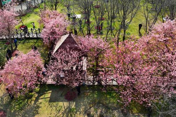 上海顾村公园的樱花什么时候开