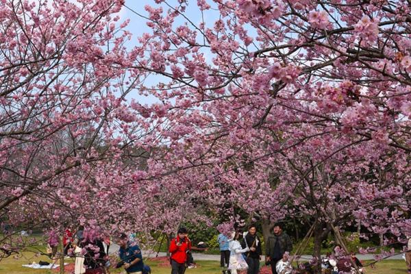 上海顾村公园的樱花什么时候开