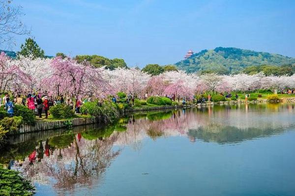 武汉东湖樱花最佳观赏时间2024