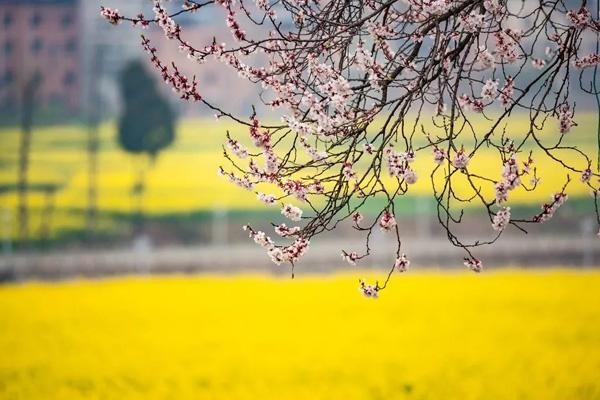 貴陽油菜花去哪看