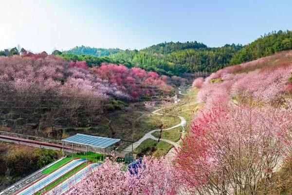 2024明月山花海原居樱花谷门票多少钱