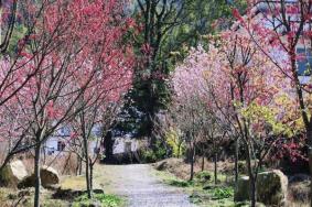 明月山花海原居樱花谷啥时候开花