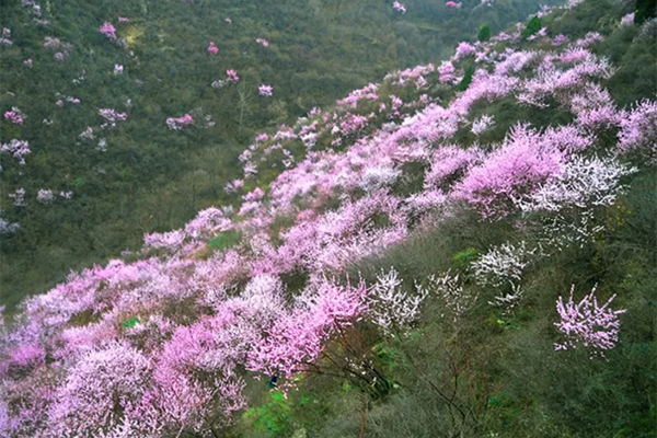 洛阳荆紫仙山桃花什么时候开