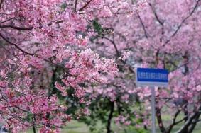 2025韶關(guān)櫻花公園門票多少錢