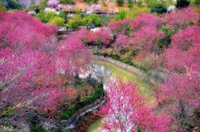 韶關(guān)櫻花公園在哪 怎么去