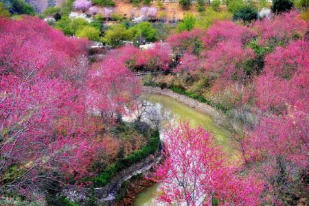 韶关樱花公园在哪 怎么去