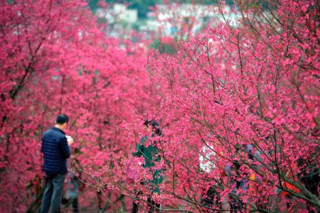 韶关樱花公园在哪 怎么去