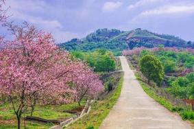 2025韶關櫻花公園門票優惠政策