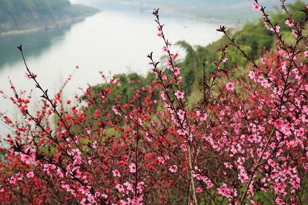 渝北那里有桃花最标致