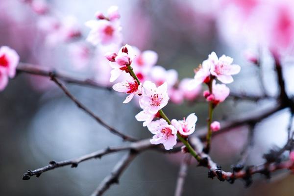 渝北那里有桃花最标致