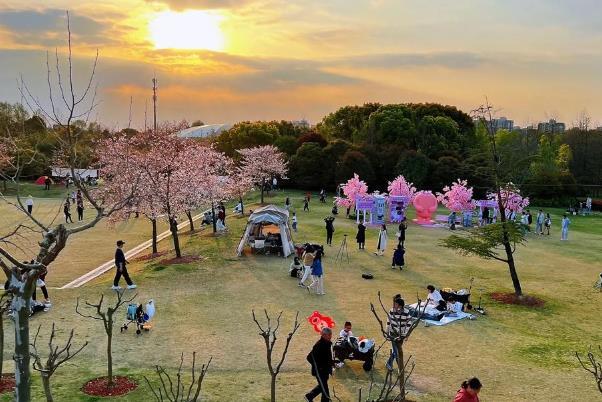 2024上海赏樱花哪里最好 附最佳观赏时间介绍及地点推荐