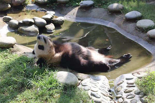 吉林哪個動物園有熊貓