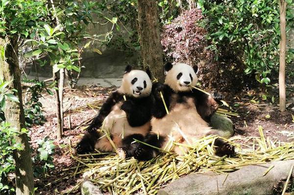 上海哪家动物园有熊猫