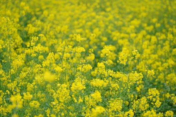 武功山油菜花基地具體位置在哪