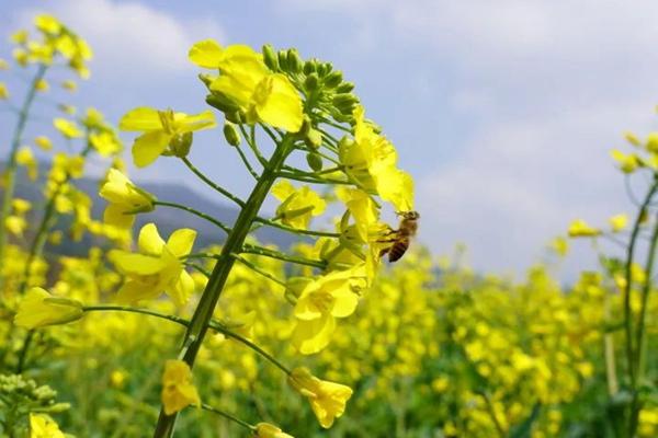 武功山油菜花基地具体位置在哪