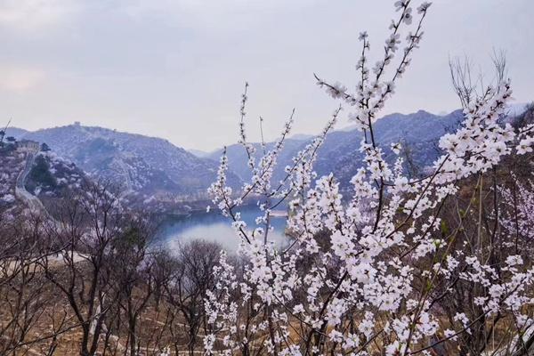 黃花城水長城可以帶狗？帶寵物嗎？