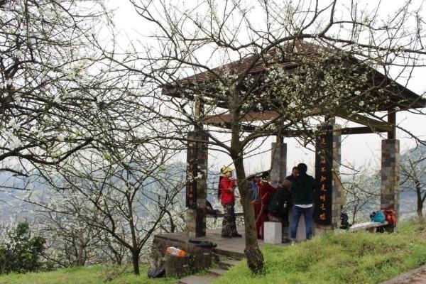 2024渝北印盒李花生態旅游區游玩攻略-門票價格-景點信息