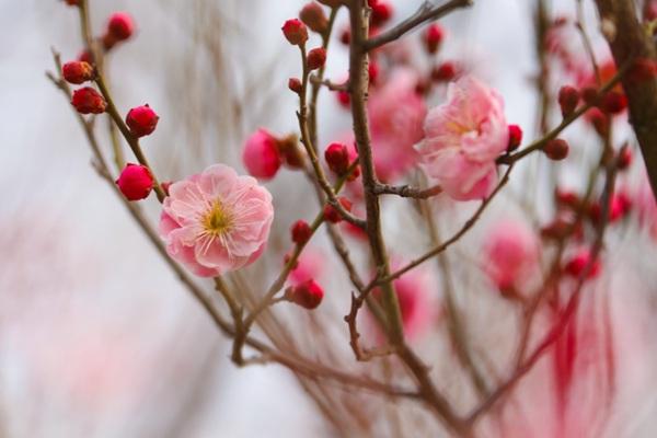 開封都有哪些花看？都有哪些看花的地方推薦