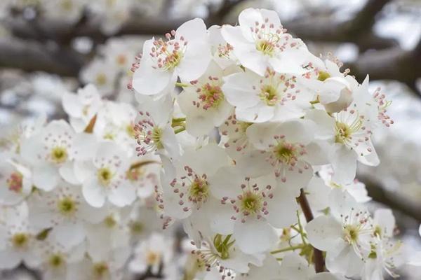 江淮地區(qū)有哪些看梨花的地方