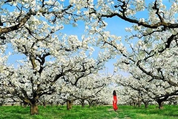 江淮地區(qū)有哪些看梨花的地方