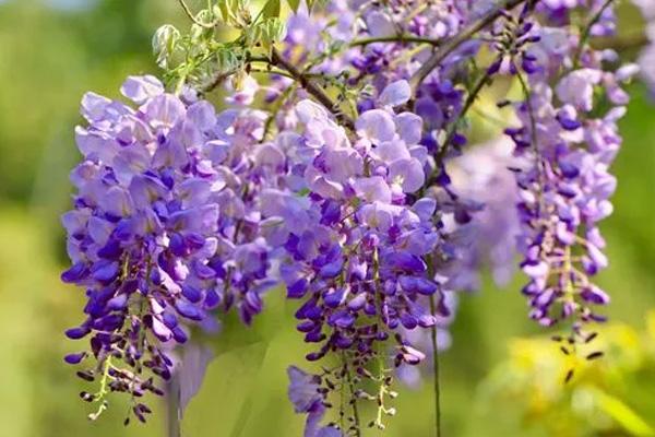 桂林哪里有紫藤花
