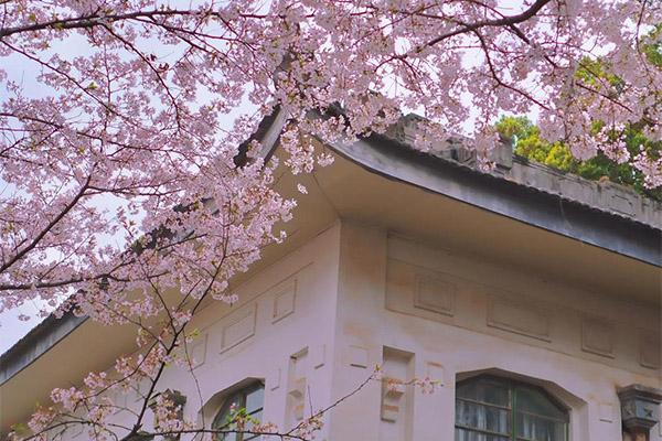 去武汉大学看樱花需要提前预约吗
