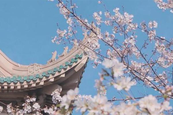 去武汉大学看樱花需要提前预约吗