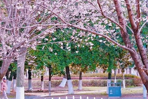 龟山公园樱花开放时间2024
