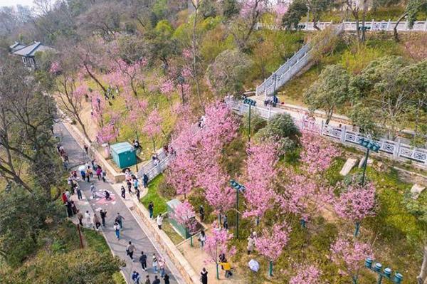 龟山公园樱花开放时间2024